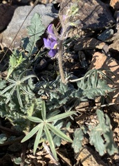 Lupinus sparsiflorus