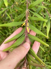 Persoonia mollis
