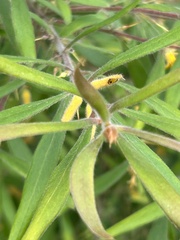 Persoonia mollis