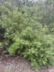 Persoonia mollis