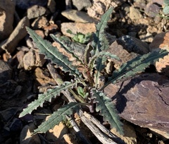 Eulobus californicus