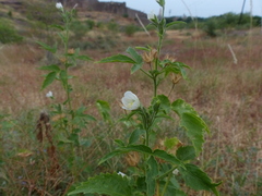 Hibiscus lobatus
