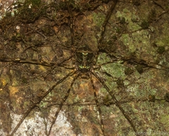Neopantopsalis pentheter