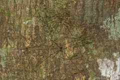 Neopantopsalis pentheter