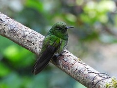 Boissonneaua flavescens