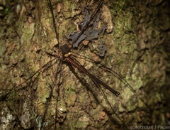 Neopantopsalis pentheter