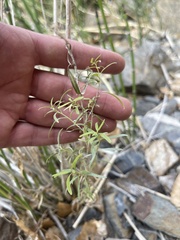 Brickellia longifolia