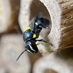 Hylaeus nubilosus