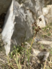 Juncus xiphioides