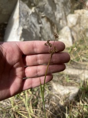 Juncus xiphioides