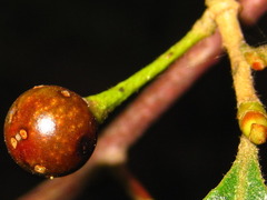 Lindera glauca