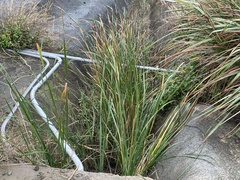 Typha orientalis