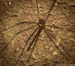 Neopantopsalis pentheter