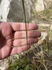 Juncus xiphioides
