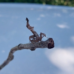 Phyllocrania paradoxa