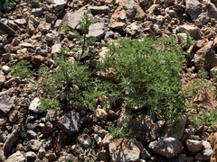 Oncosiphon pilulifer