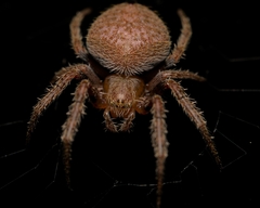 Eriophora ravilla