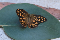 Heteronympha paradelpha