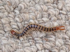 Ethmostigmus rubripes