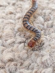 Ethmostigmus rubripes