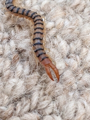 Ethmostigmus rubripes