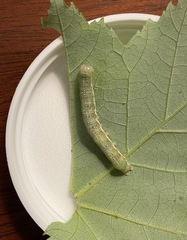 Lithophane antennata