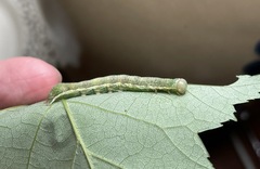 Lithophane antennata