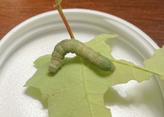 Lithophane antennata