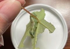 Lithophane antennata