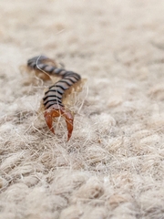 Ethmostigmus rubripes