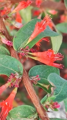 Woodfordia fruticosa