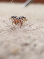 Ethmostigmus rubripes