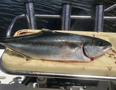 Seriola lalandi