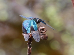 Rhyothemis resplendens