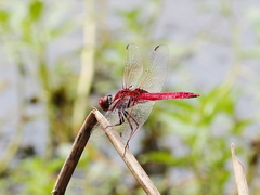 Urothemis aliena