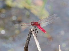 Urothemis aliena
