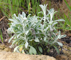 Pseudognaphalium microcephalum