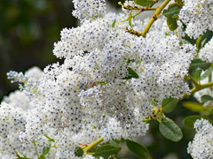 Ceanothus spinosus