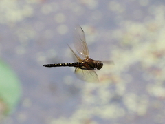 Hydrobasileus brevistylus