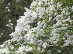 Ceanothus spinosus