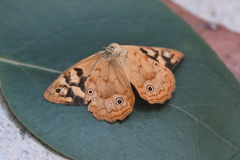 Heteronympha paradelpha