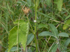Hibiscus lobatus