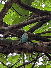 Melopsittacus undulatus domesticus