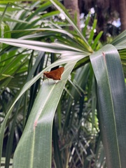 Cephrenes augiades