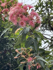 Corymbia ptychocarpa