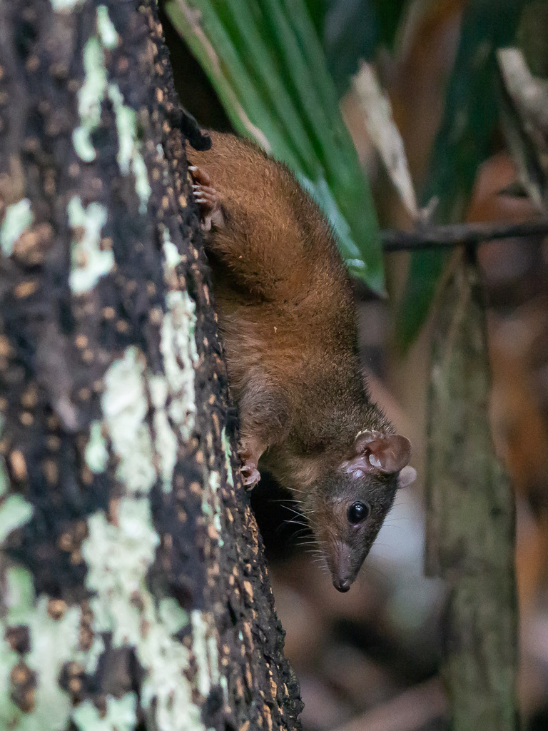 Atherton Antechinus
