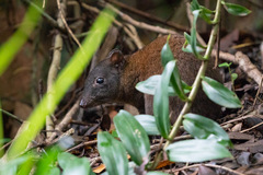 Hypsiprymnodon moschatus