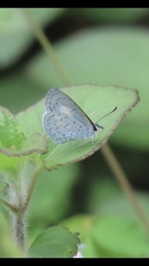 Eirmocides absimilis