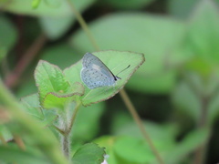 Eirmocides absimilis