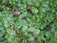 Cryptomitrium tenerum